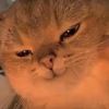 crazy_cat_x