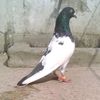 afaaqz7783