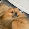 leo_dlna_cc