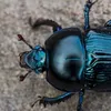 bob.the.beetle