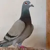 abdaalu05