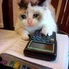 saf._cat