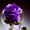 user5286334087278