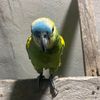 lapanchaa_60899