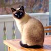 gata.siams