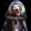 drmonkeybutt1