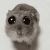apenahs_helo
