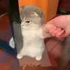 chatdrolechat0