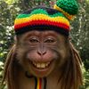 Yamonkey