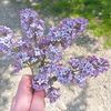 _miss_0809