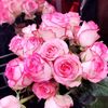 pranesha49
