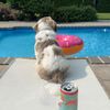 lulu_weinberger