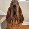 chopin.com