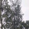 sshaalysaa
