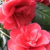 camelia.maier