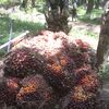 suhaimi.bahar