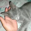 evelinpablazacari