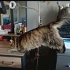 ich.......1