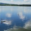 cornelia.lac88