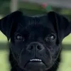 chickenchomper2