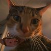 ally_cat_is_here