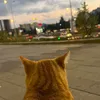adam_alh