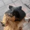 cuicuayo2