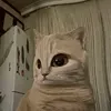 callyper