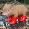 baby pigs 🐷