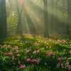 flores.ayrin