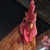 thechickenboybronze