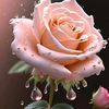 nawmayriyan7