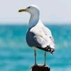 seagull