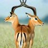 mohamad.hanyfa