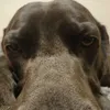 justurlocalhenry