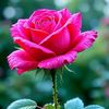 .faiza.islam64