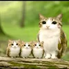 meowl92178