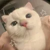 yanzi_offical_