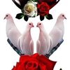 masood.shinwari2