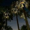 lee_n_501