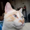 lucas.bonitin