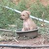 sandarphyo742025