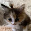 molly_hehehe