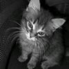black_killer2228