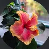 zdena.kopecka