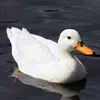 utkahrbsuwgenei