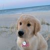 Winter the Golden