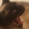 rossifurss