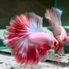 Betta Bình Dương
