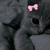 fvmilaaaaaa
